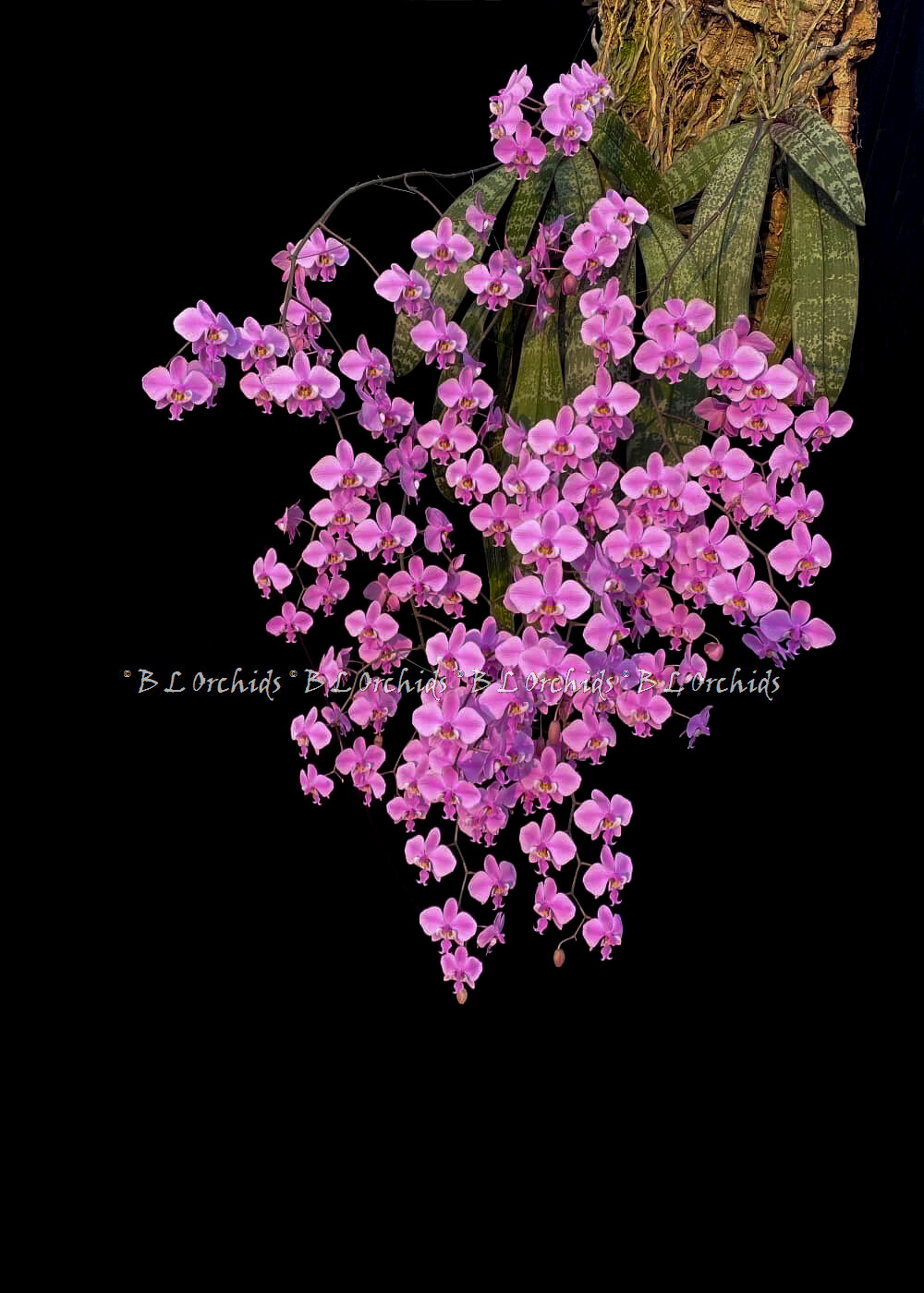 Phalaenopsis schileriana (Fragrant)