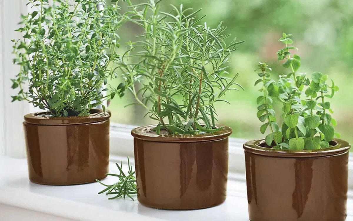 Thyme Seeds | For Planting Common German Basil Herb Garden Seed 2024