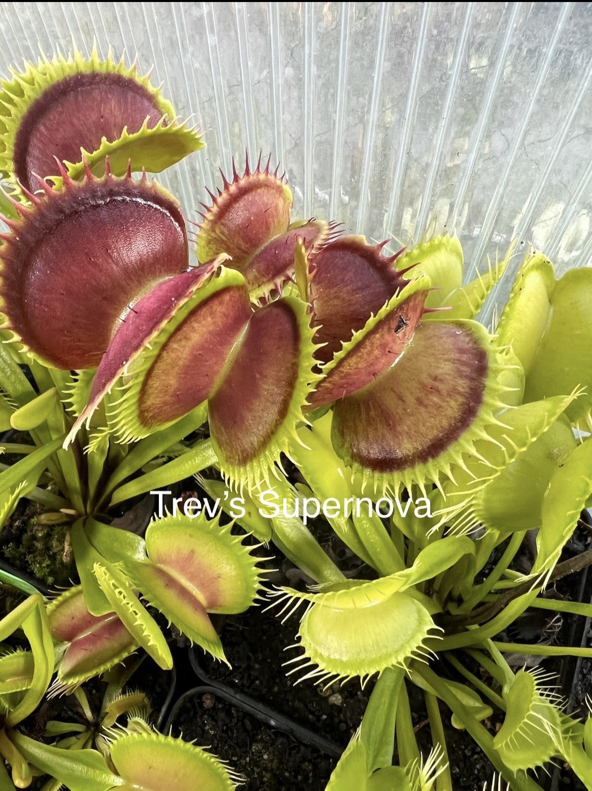 Dionaea Muscipula Venus Flytrap Trev’s Supernova Medium Division