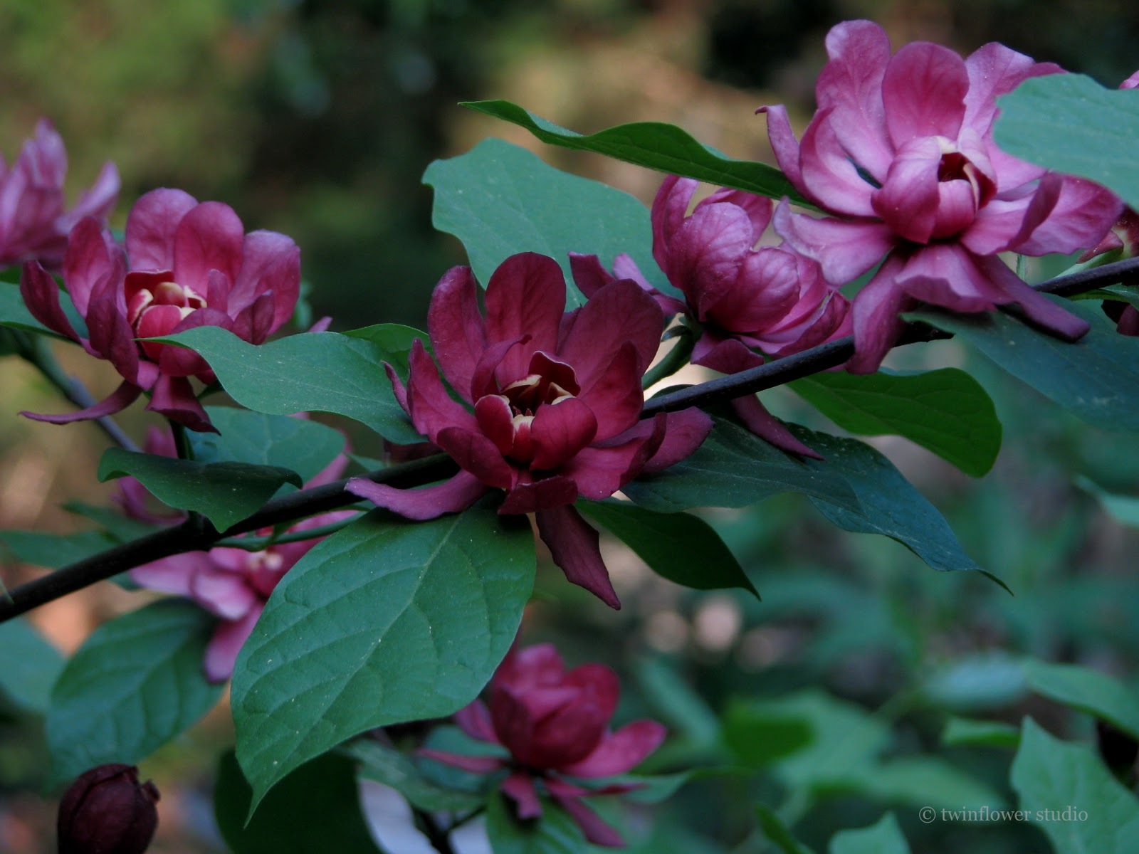 Carolina Allspice, Calycanthus floridus, Shrub Seeds