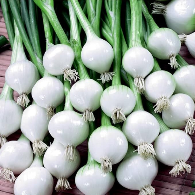 Barletta Italian Baby Pearl Cocktail Onion Seeds – 1/4 Tsp. (150-175 seed count)