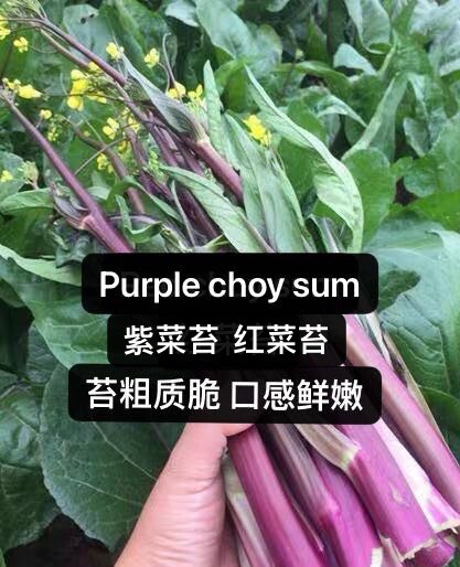 400+Purple Choy Sum seeds Hon-Tsai Tai Kosaitai Flowering Cabbage 400多粒（紫）红菜苔种子