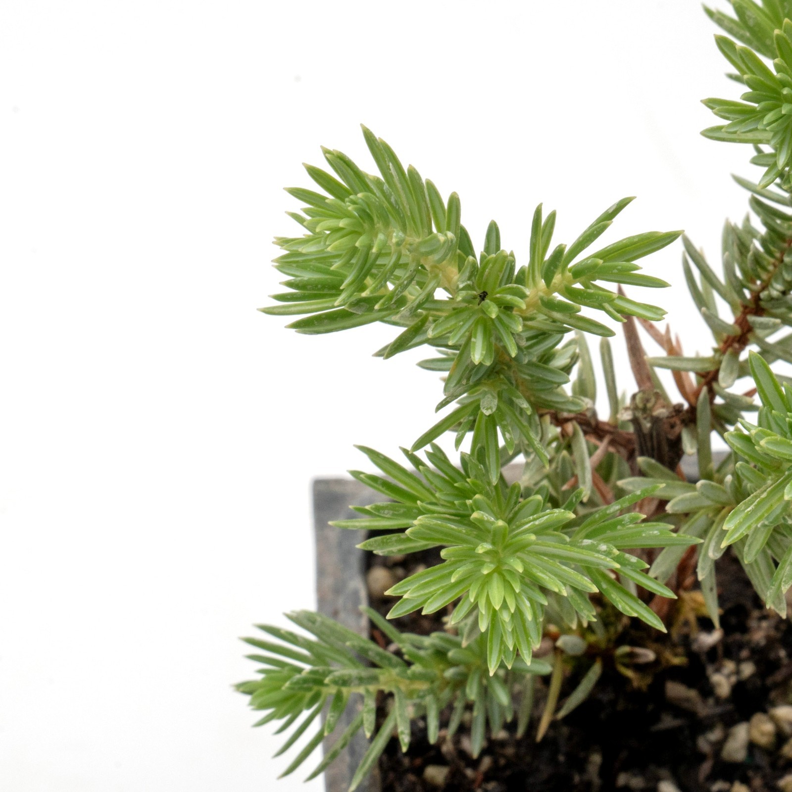 Blue Pacific Juniper in 3.5” Nursery Cubes (Juniperus conferta ‘Blue Pacific’)