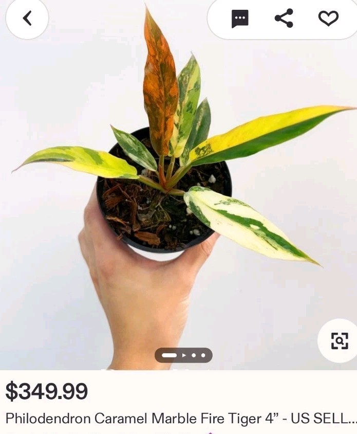 Rare Philodendron Variegated Pink Fire Tiger 11″ Tall Not Anthurium Monstera