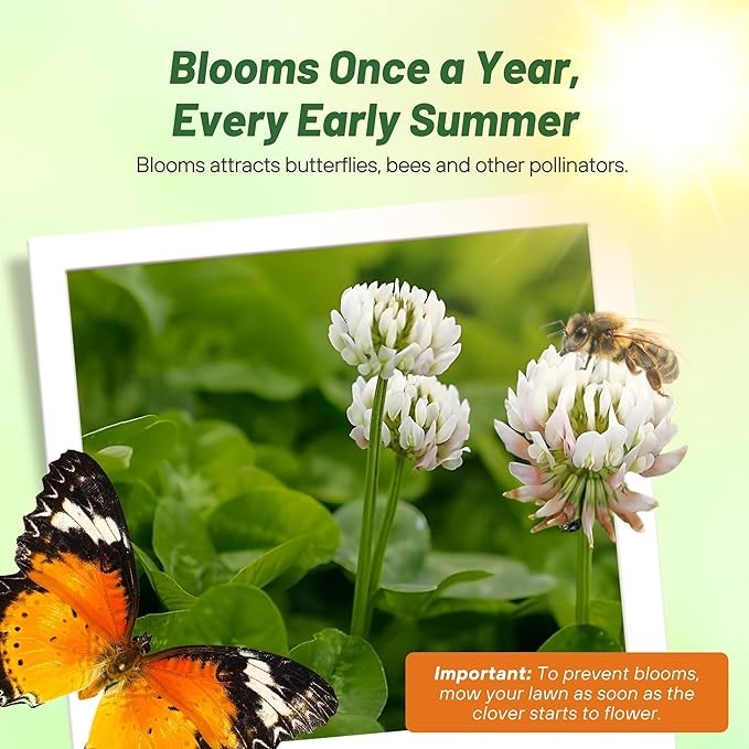 5 LBS Miniclover Seed For Planting No Mow Drought Tolerant Clover Lawns