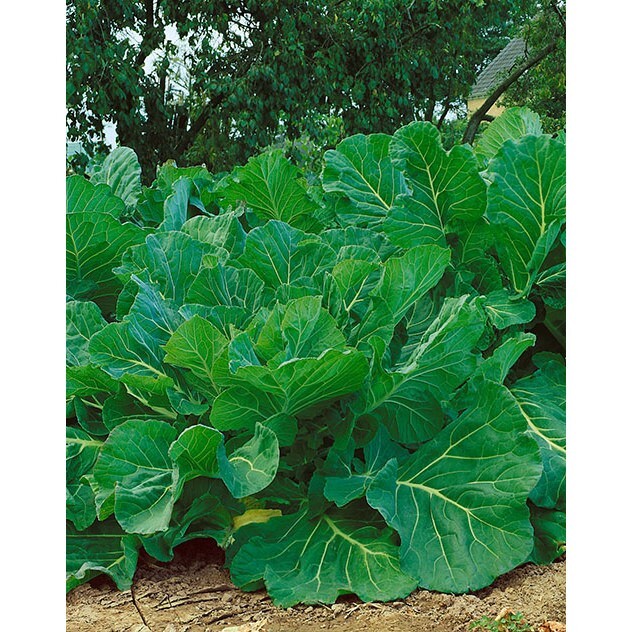 1,000 Kale Portuguese Seeds Couve tronchuda Non-GMO Heirloom Free Shipping