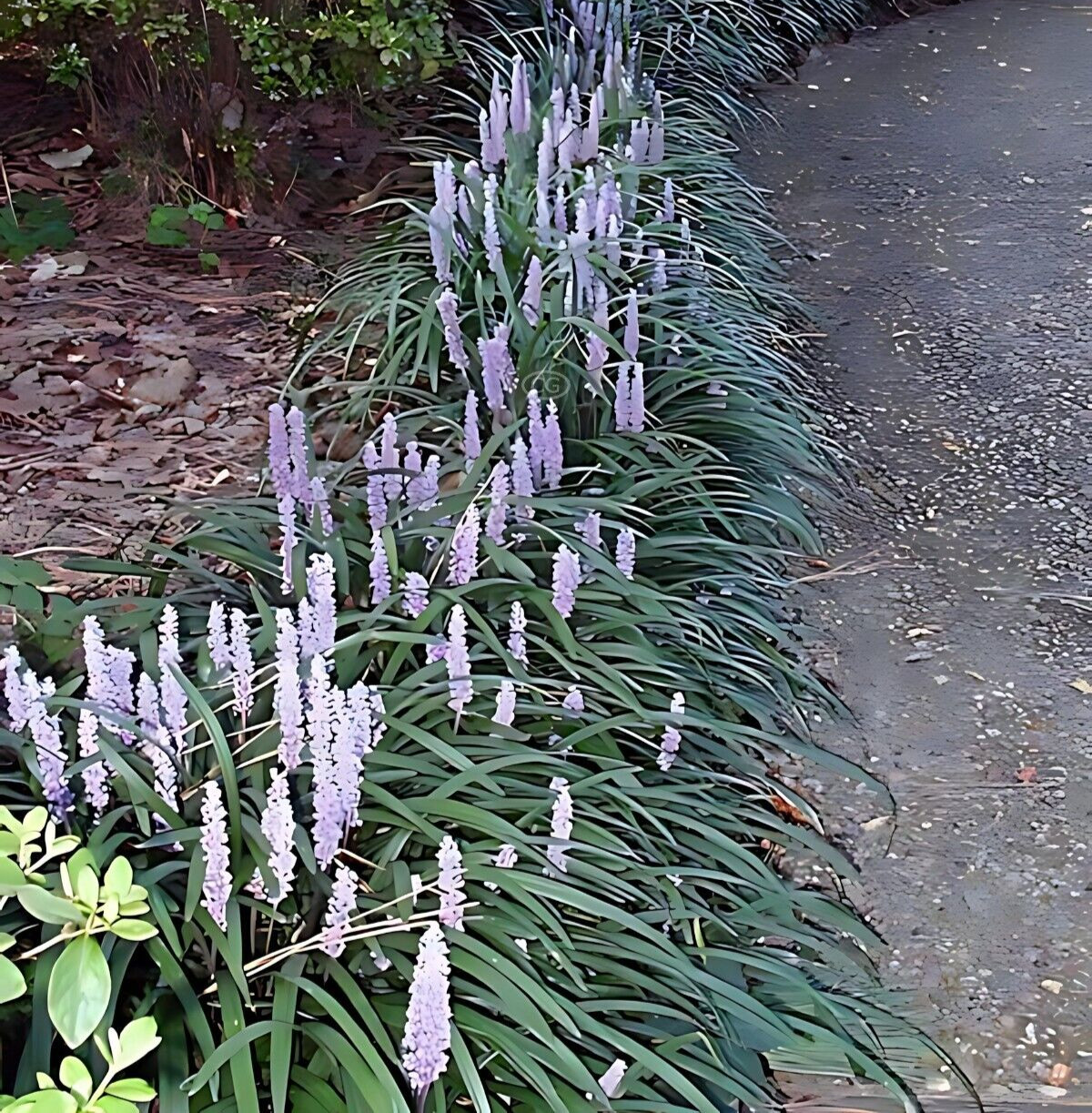100 Bare Root Monkey Grass, Great Border Plant! Freshly Dug After You Order!