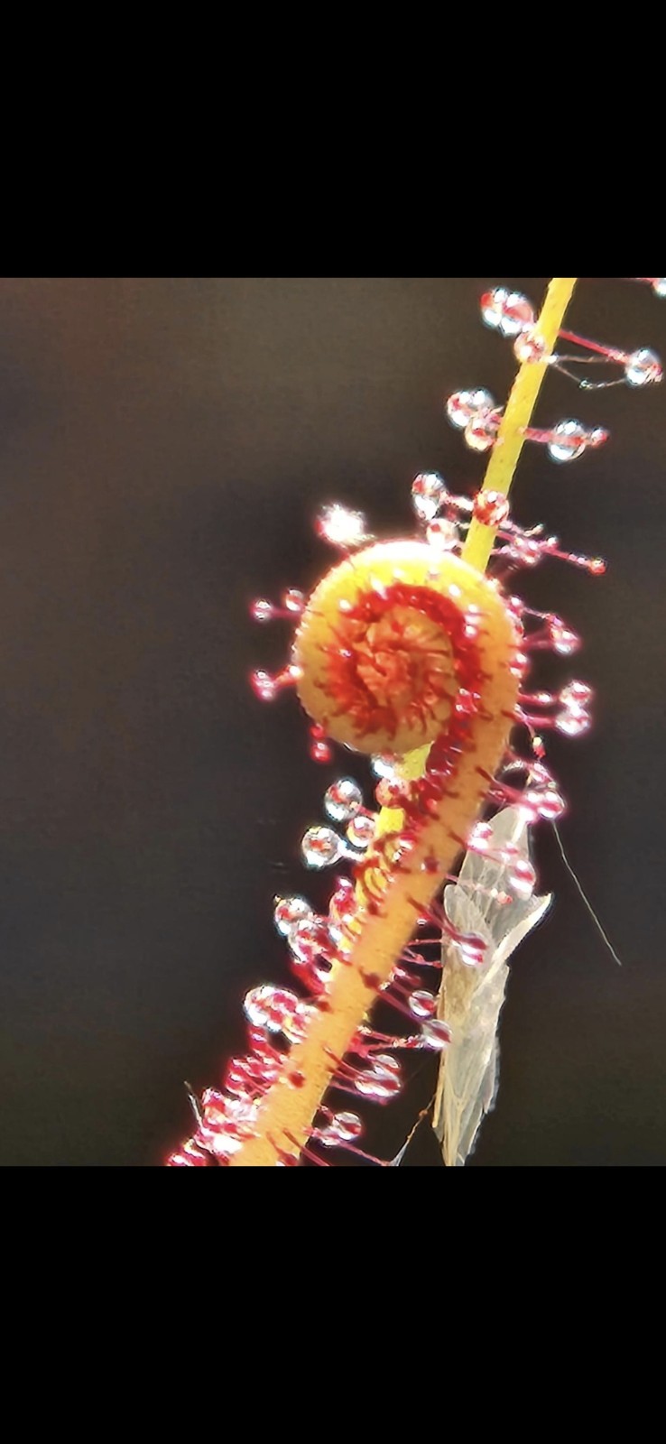 CARNIVOROUS PLANT SEEDS 100+ Seeds