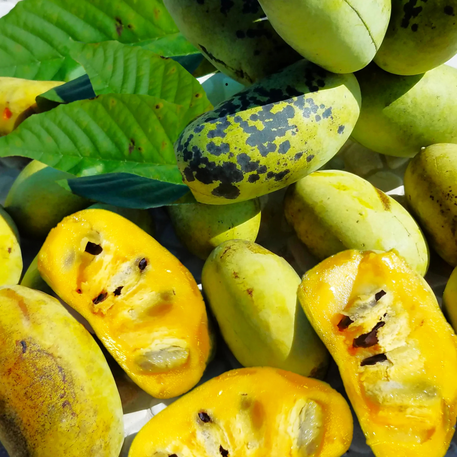 Paw Paw Tree Seeds – For 2026 Planting Asimina Triloba North American Custard