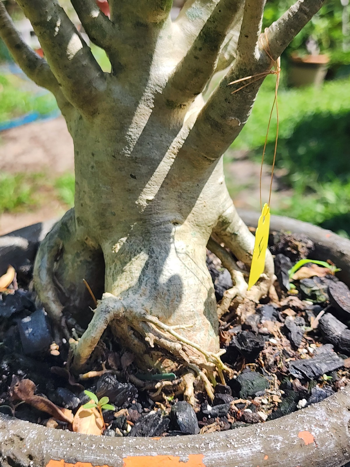 #H…Adenium THAI SOKO Desert Rose… torpedo !! Plant perfect for bonsai