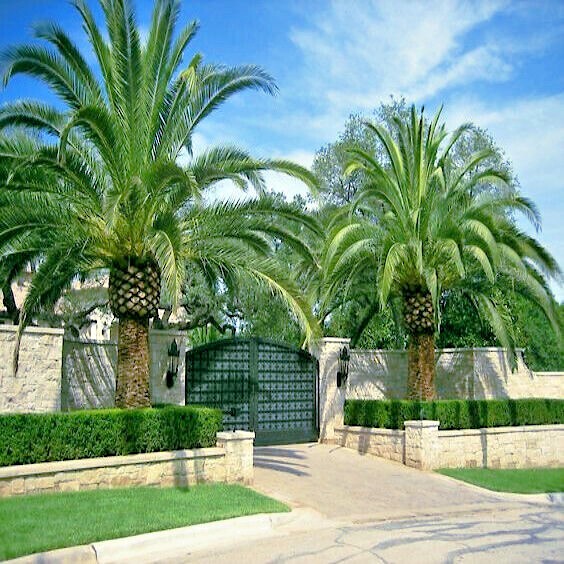10 CANARY ISLAND DATE PALM Tree Seeds (Phoenix Canariensis) Hardy Fruit Plant