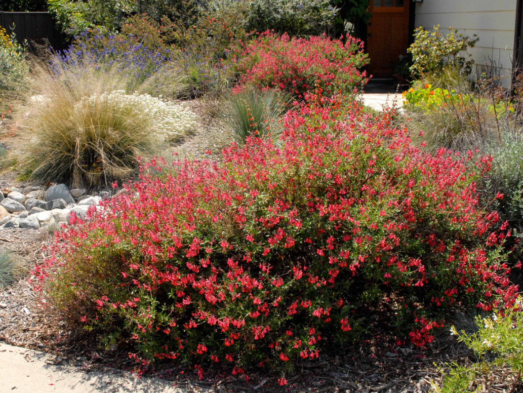Set 2 Salvia Greggii Red Live Plants – 5-9″ Tall -Tolerant Flower for Pollinator