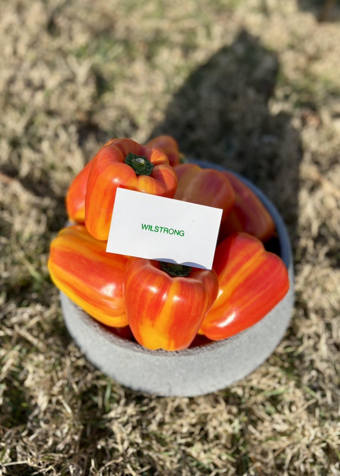 ALOHA BELL PEPPER SEEDS! 100+ SEEDS