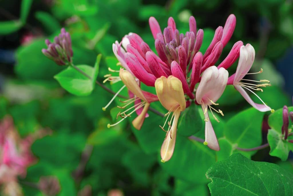 ~Serotina Belgica~Honeysuckle Vine Plant Late Dutch Lonicera~HUMMINGBIRD HEAVEN!