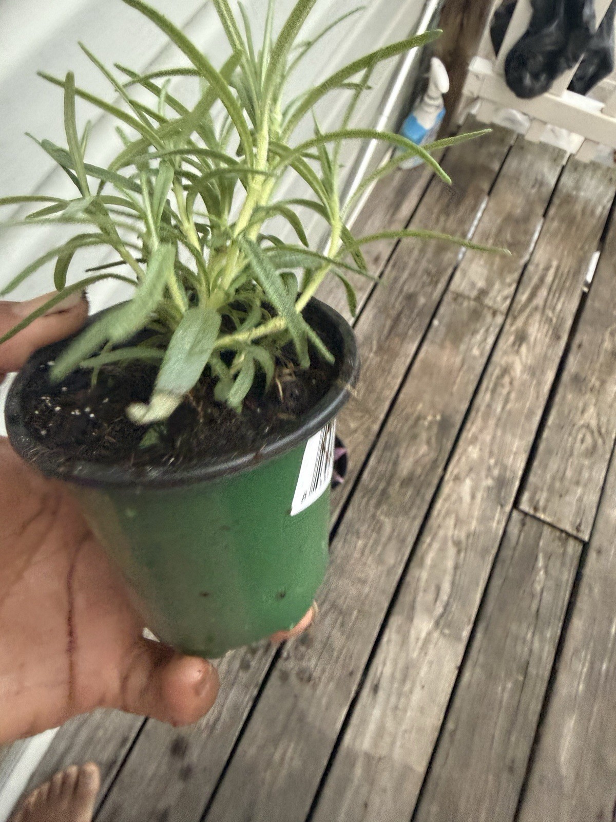 rosemary Plant