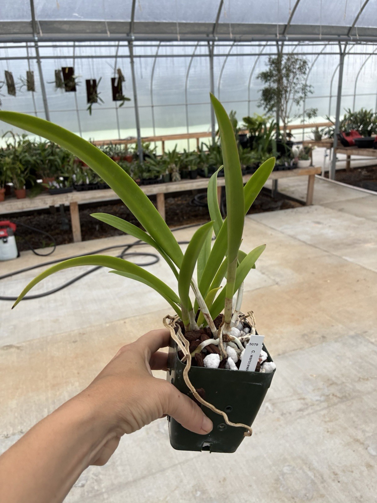 Cattleya Warscewiczii x B. Nodosa