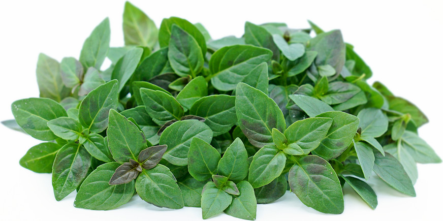 200 SPICEY GLOBE BASIL SEEDS ~ heirloomseedguy ~ 2026 ~ NON-GMO