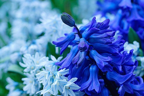 15 Striped Squill Flower Bulbs ready to plant