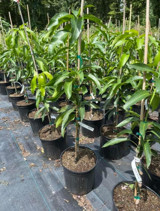 Live Julie Mango Plant, 3 Gal Pot, 2–3 Ft Tall, No Ship to CA, HI, PR, GU, AK