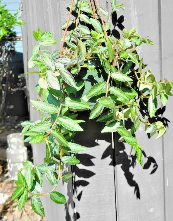 Pellionia Repens Watermelon Vine Rare Live Plant Easy Indoor Hanging Decor