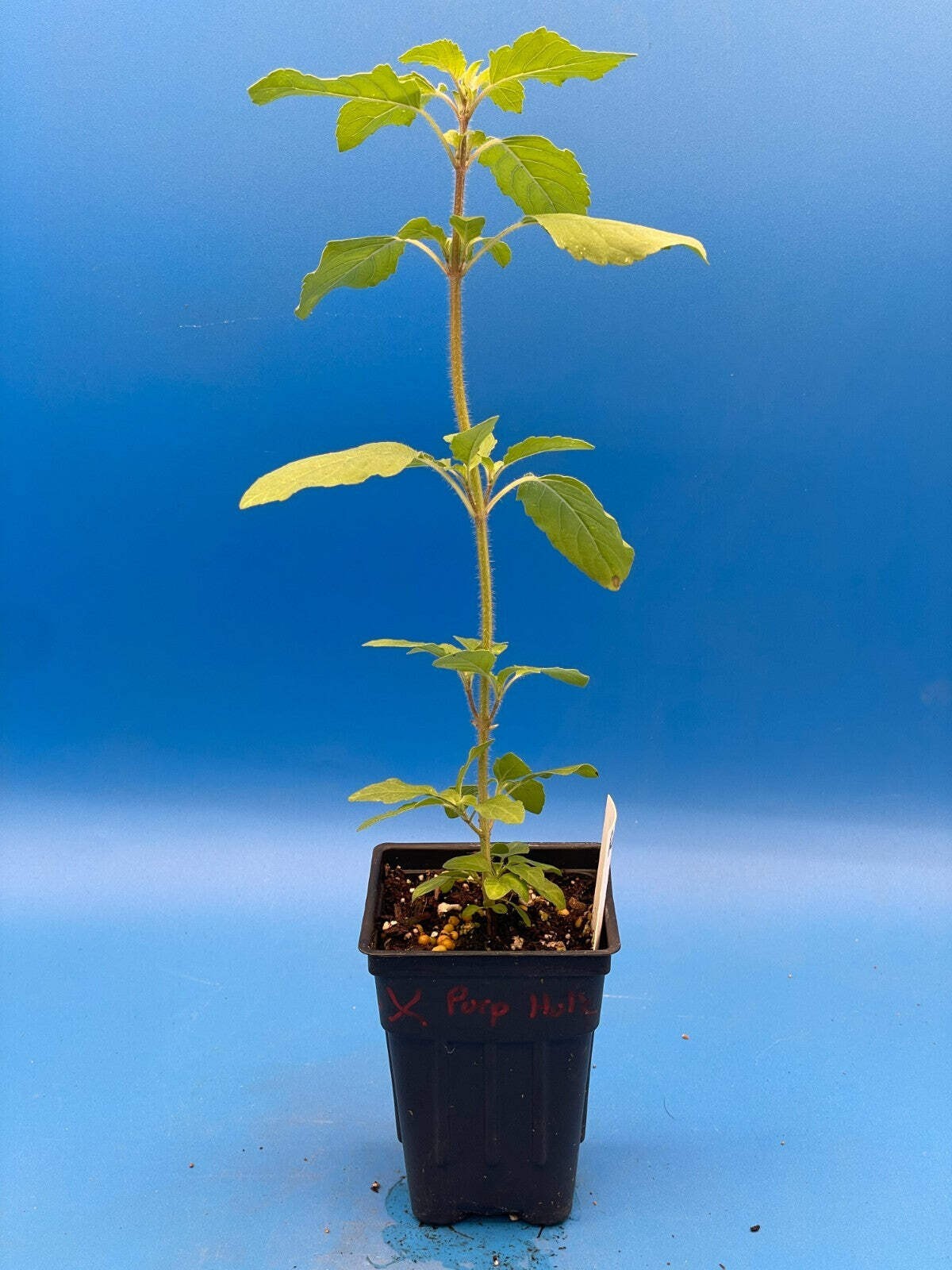 Tulsi, Rama – Live Plant 3″ Starter Pot – Holy Basil – Ocimum Sanctum
