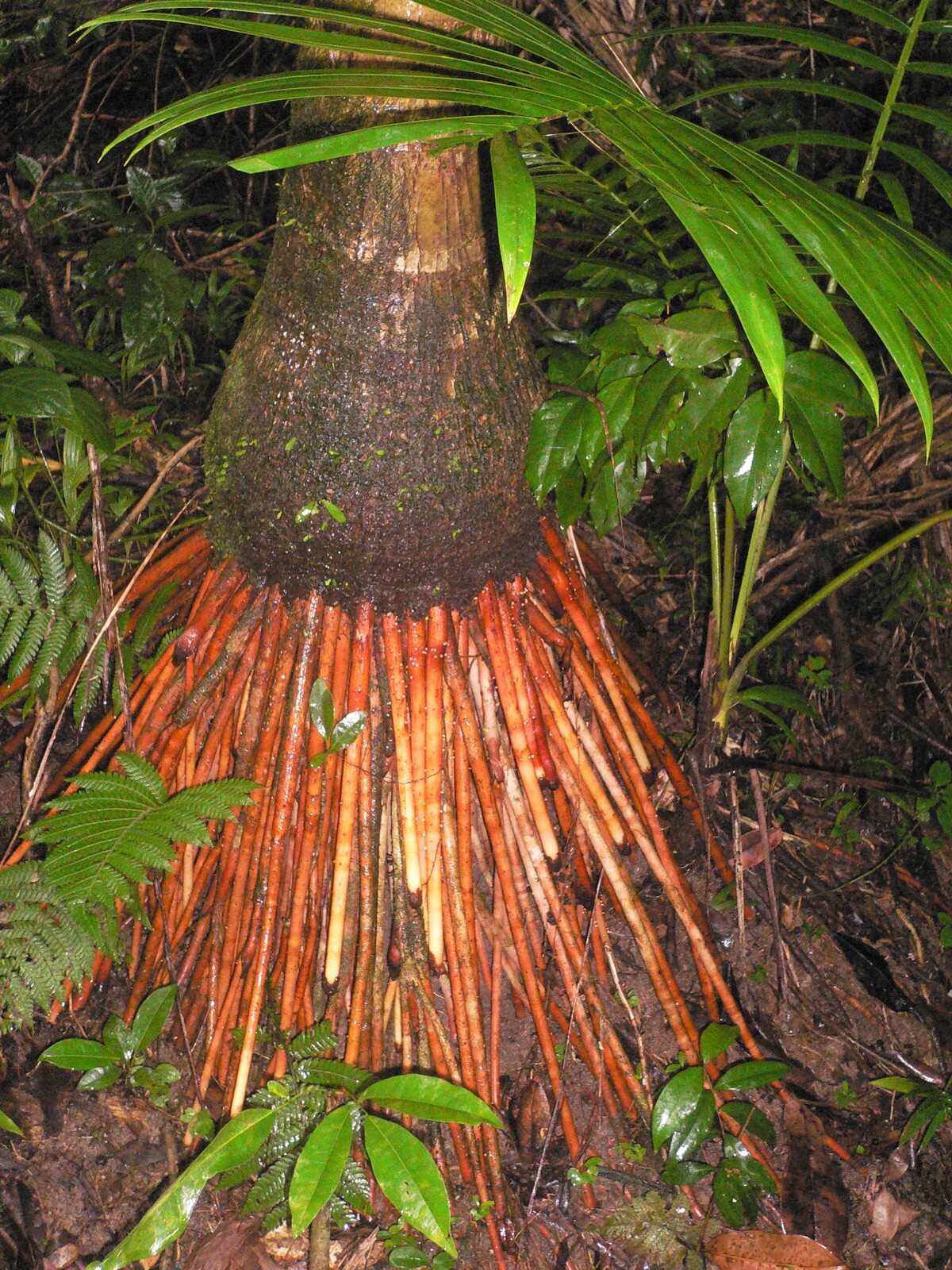 1 FT Tall : EX RARE : LIVE Prestoea Acuminata Sierra Palm Shade Rainforest Exoti