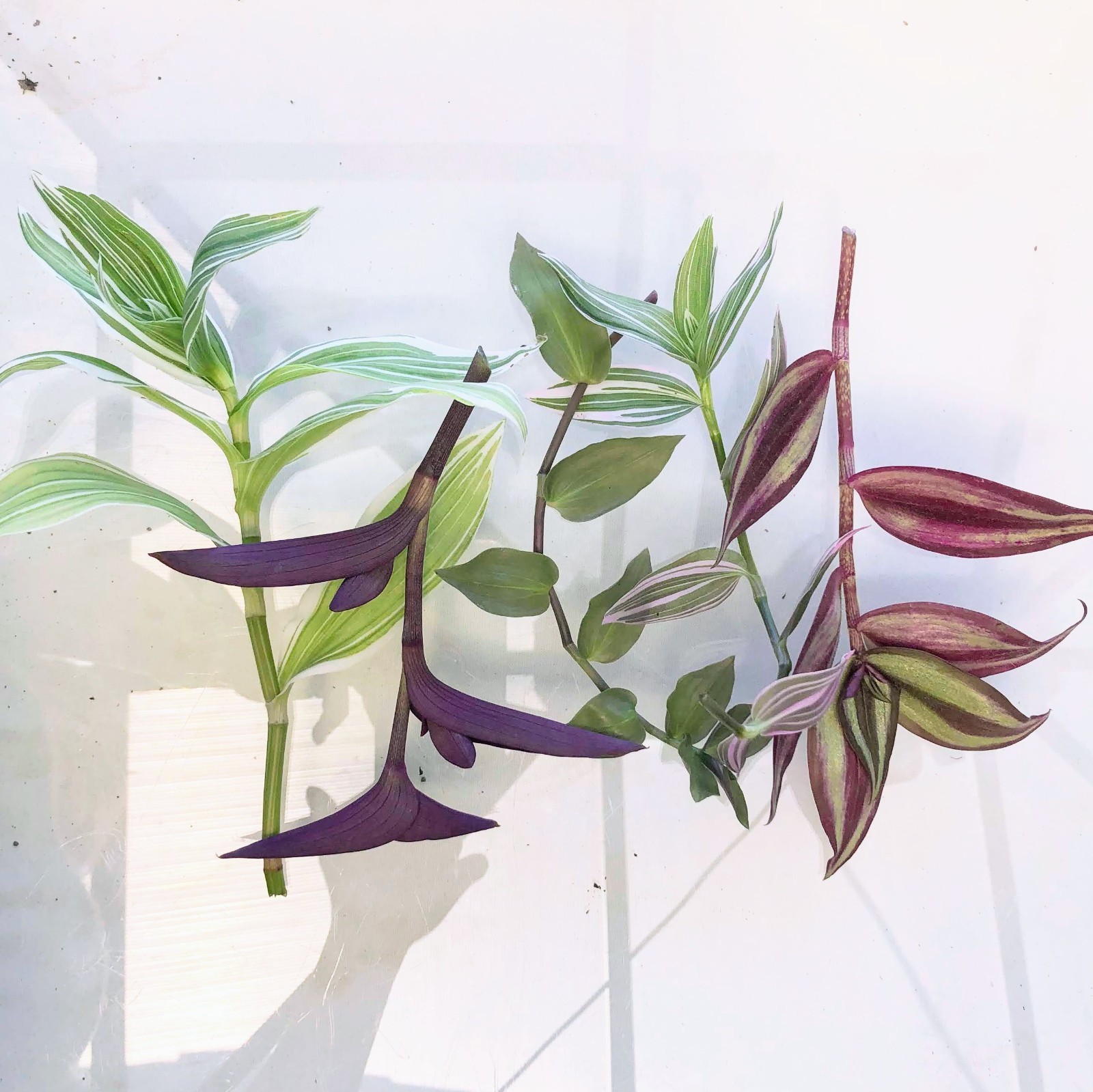 Assorted Wandering Jew Tradescantia Mix Purple Heart/Zebrina/Nanouk Indoor Pla