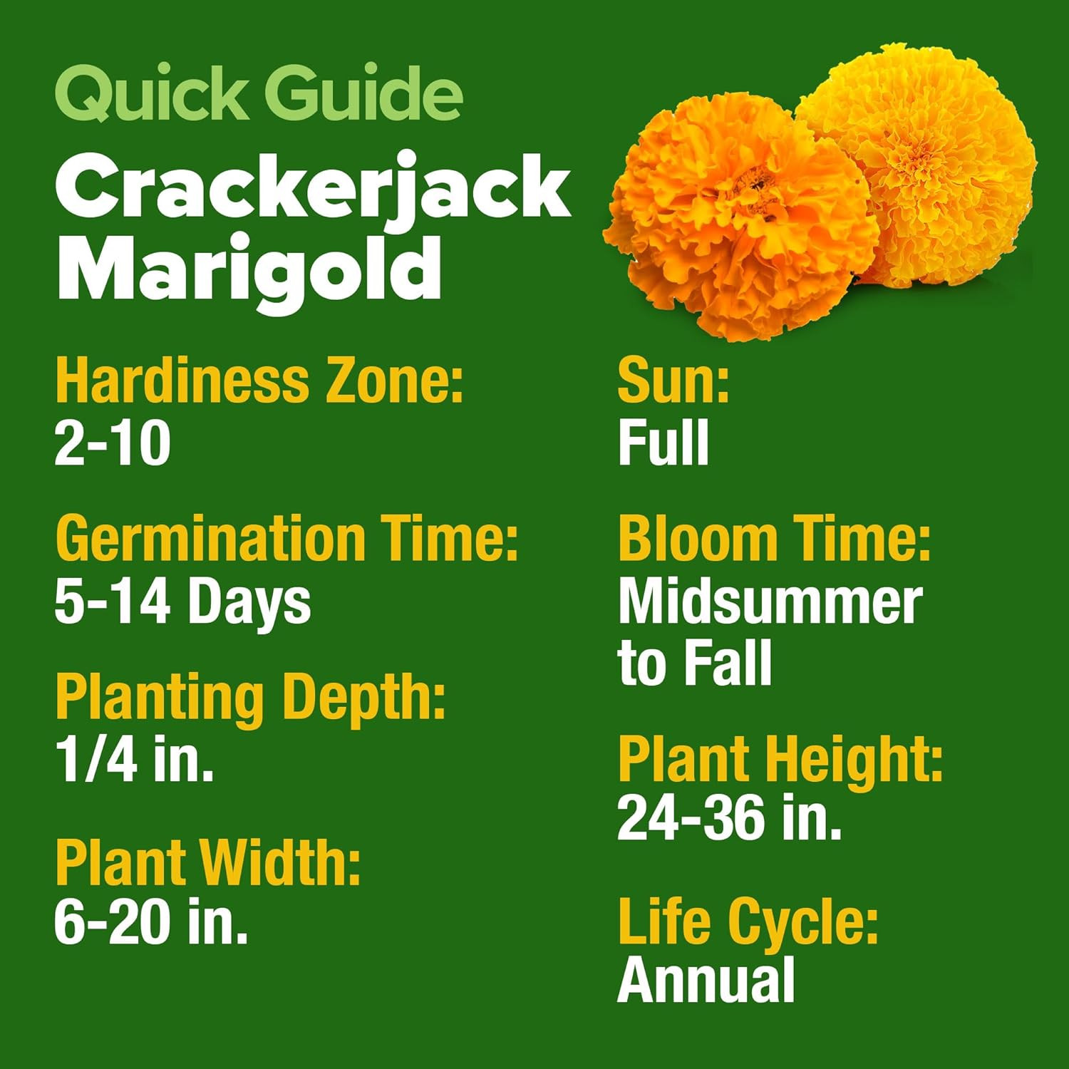 HOME GROWN Marigold Seeds Bulk Mix – 5600+ Crackerjack Marigold Flower Seeds