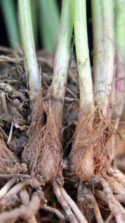 Garlic Chives Allium Tuberosum, Tall White Late Summer Flowers, 10 Bulbs
