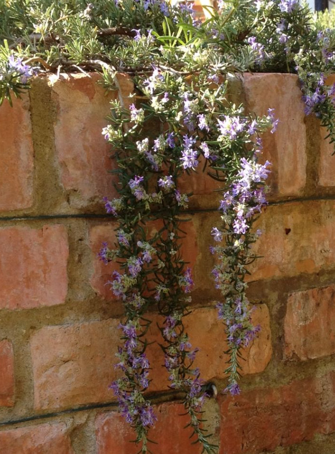 Trailing Rosemary Live Plant – 1 Gallon Pot – Fully Rooted Evergreen Herb