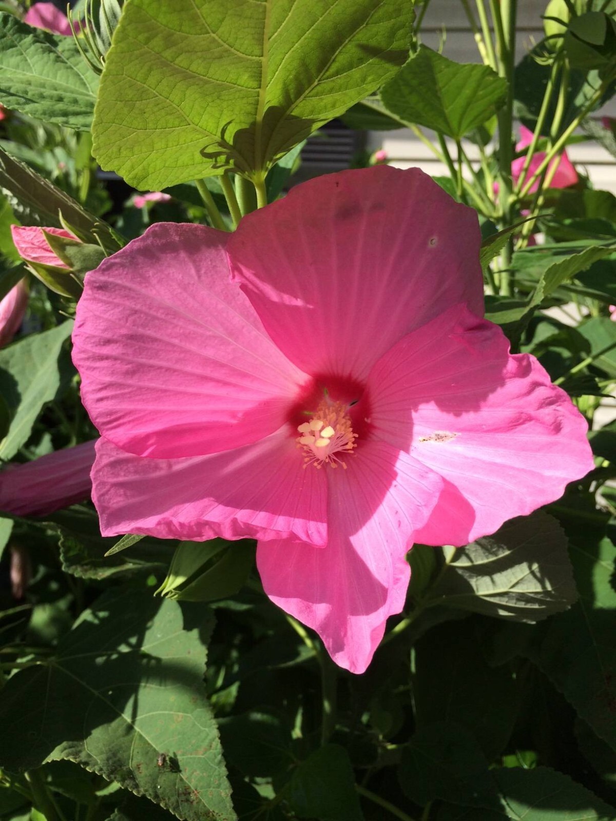400 + 6 Different True Perennial Hibiscus RED/WHITE/PINKS/MIXED SEEDS ETC., #21