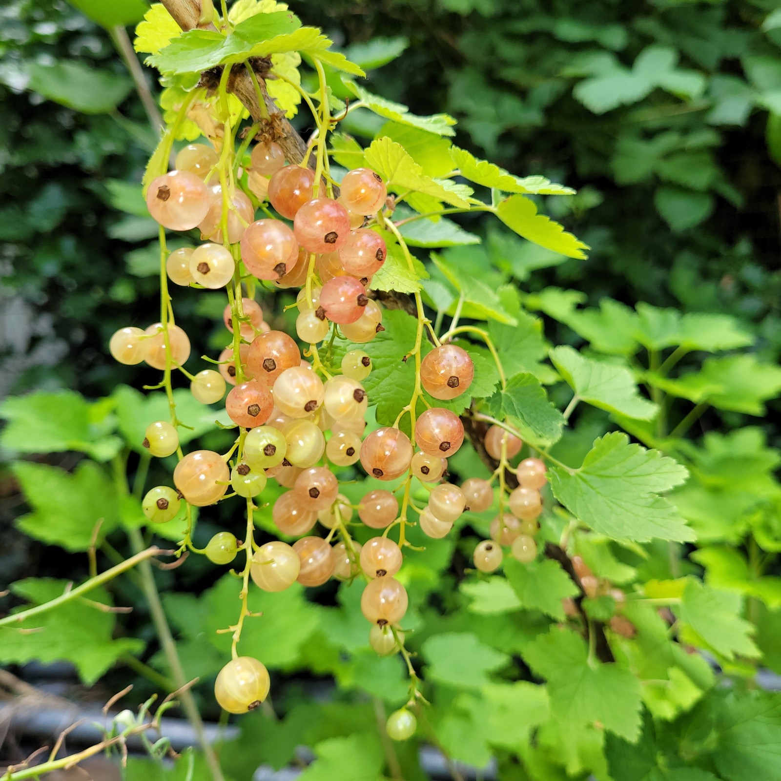 6 Pink Currant Gloire de Sablons Fresh Cuttings Unrooted 6″-9″ Zones 3-8 Hardy
