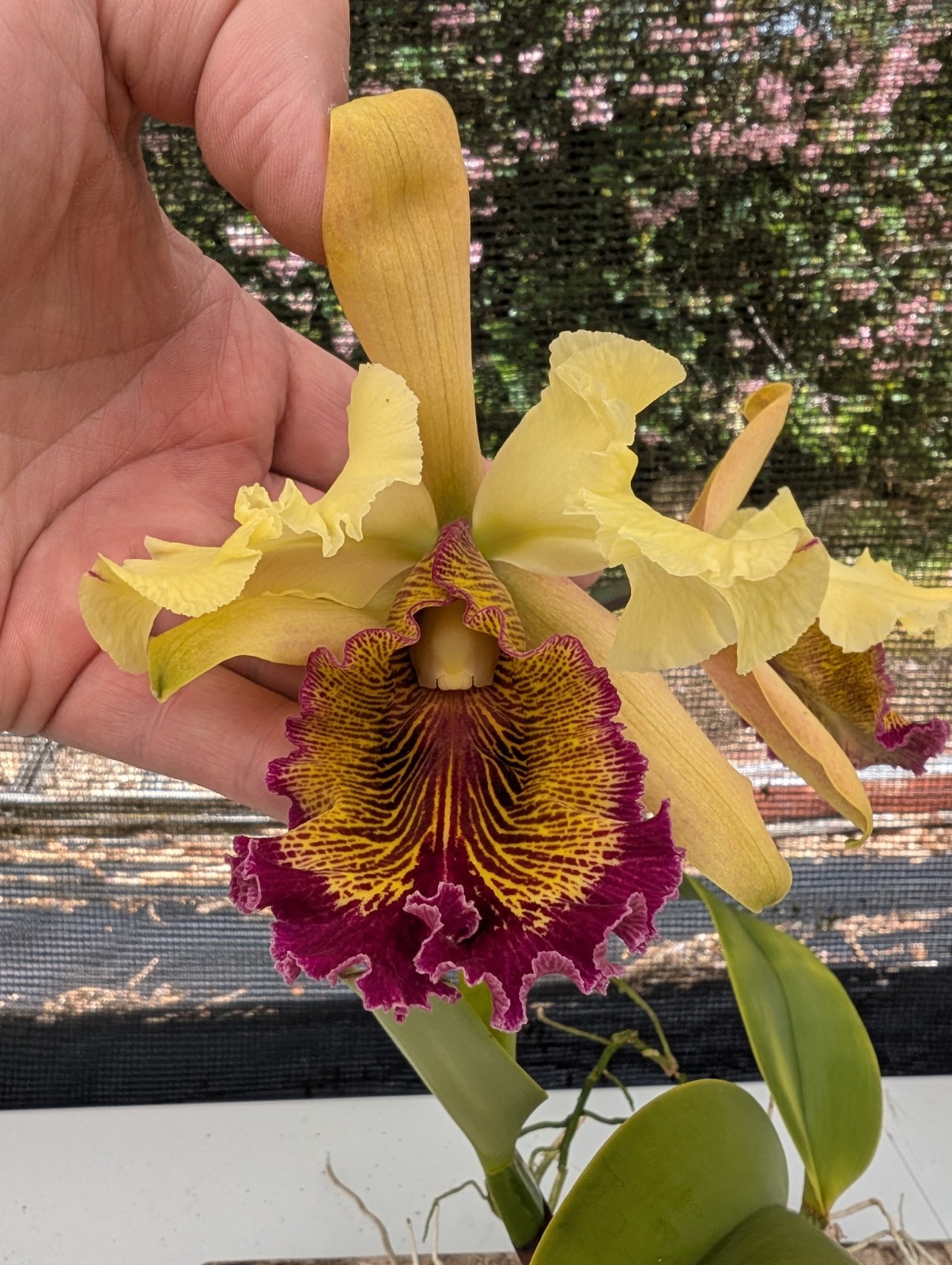 Orchid Eros- C. dowiana v. aurea x sib