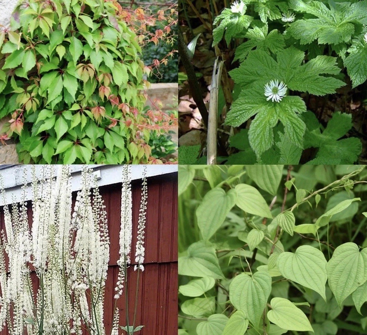 Live Bare Root Assortment Of 40 Wild Native Plant & Wildflowers For Transplant