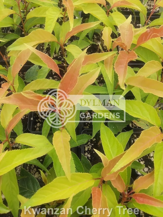 Kwanzan Cherry Tree (Prunus serrulata ‘Kwanzan’) Ornamental – Multiple Sizes