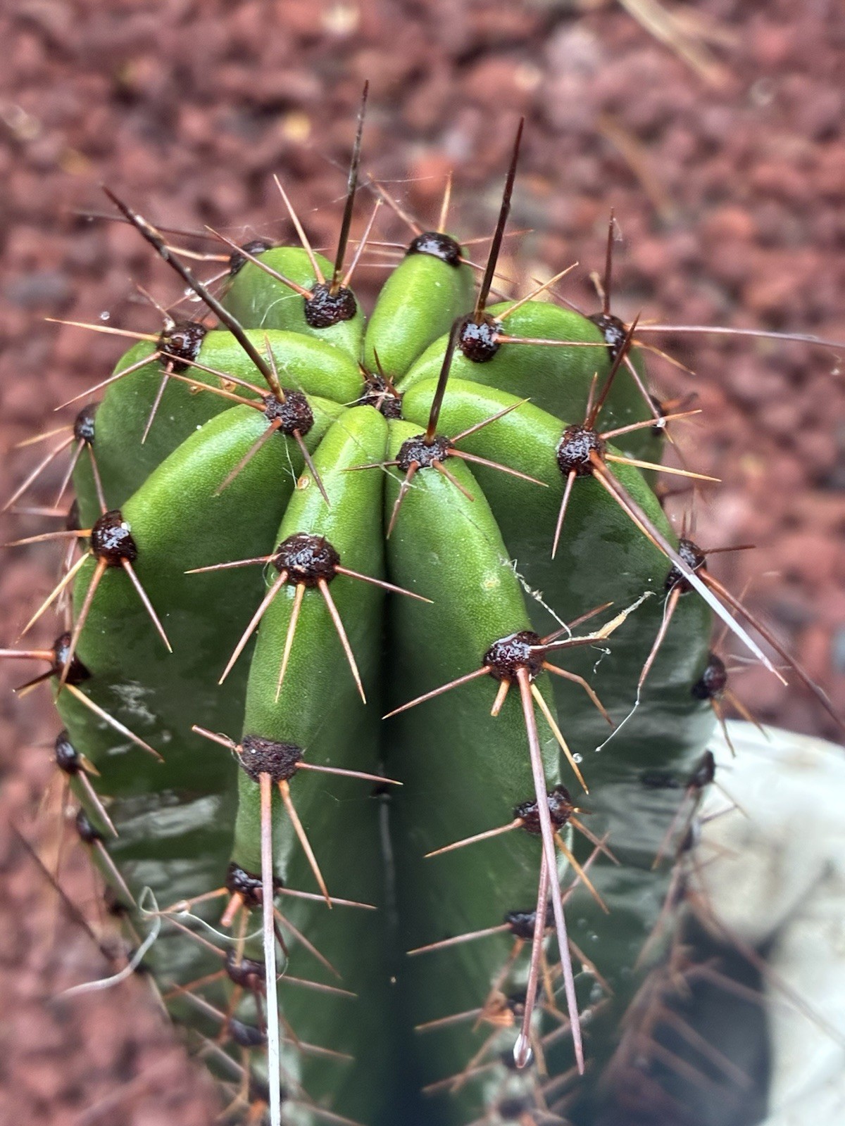 Stenocereus Queretaroensis Cactus Cutting