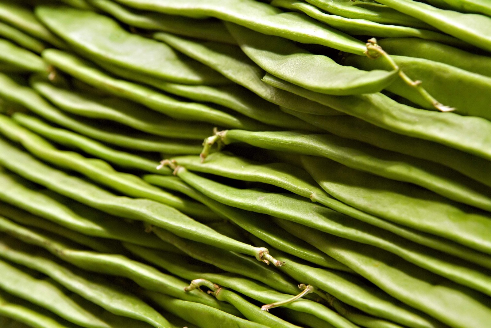50 ROMA ITALIAN GREEN BEAN Phaseolus Vulgaris Vegetable Seeds *Comb S/H