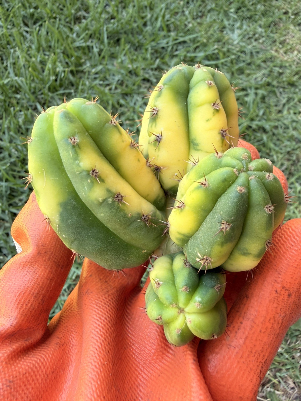 Rare Cactus Multiple Head Variegated Cutting