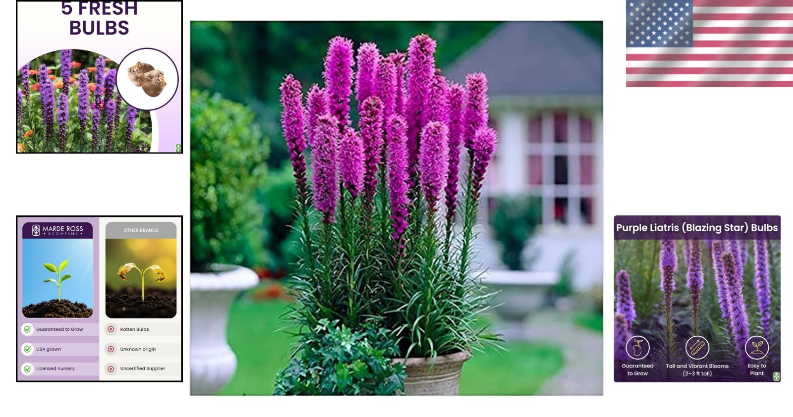 Liatris Spicata – Pollinator-Friendly Plant