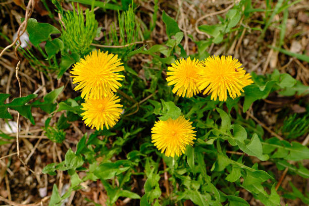 100 SEEDS – Dandelion – Edible Greens – GroCo – BUY ANY 15 – SHIPS FREE