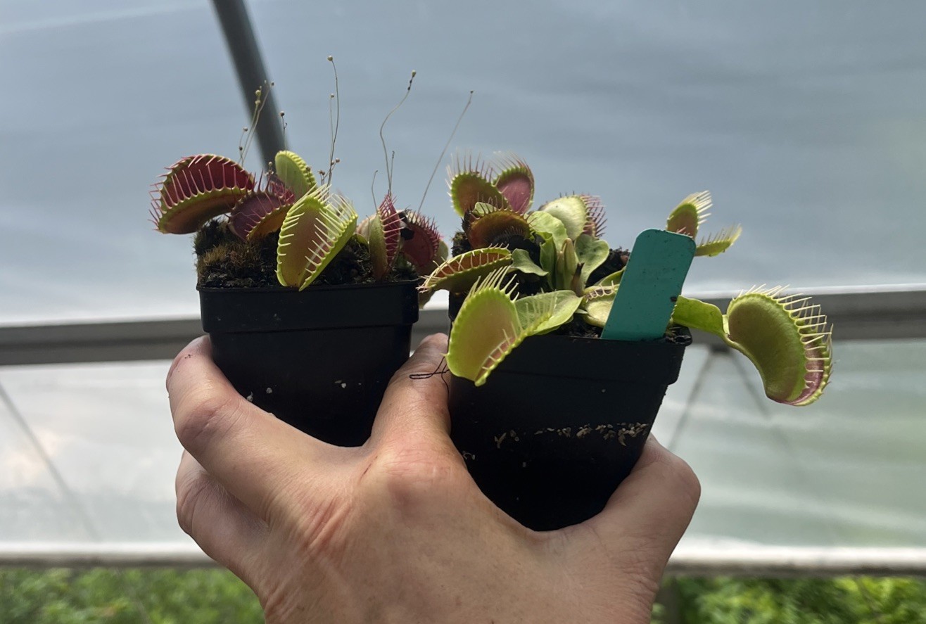 TYPICALS GONE WILD Live Potted Venus Flytrap Vigorous Plant