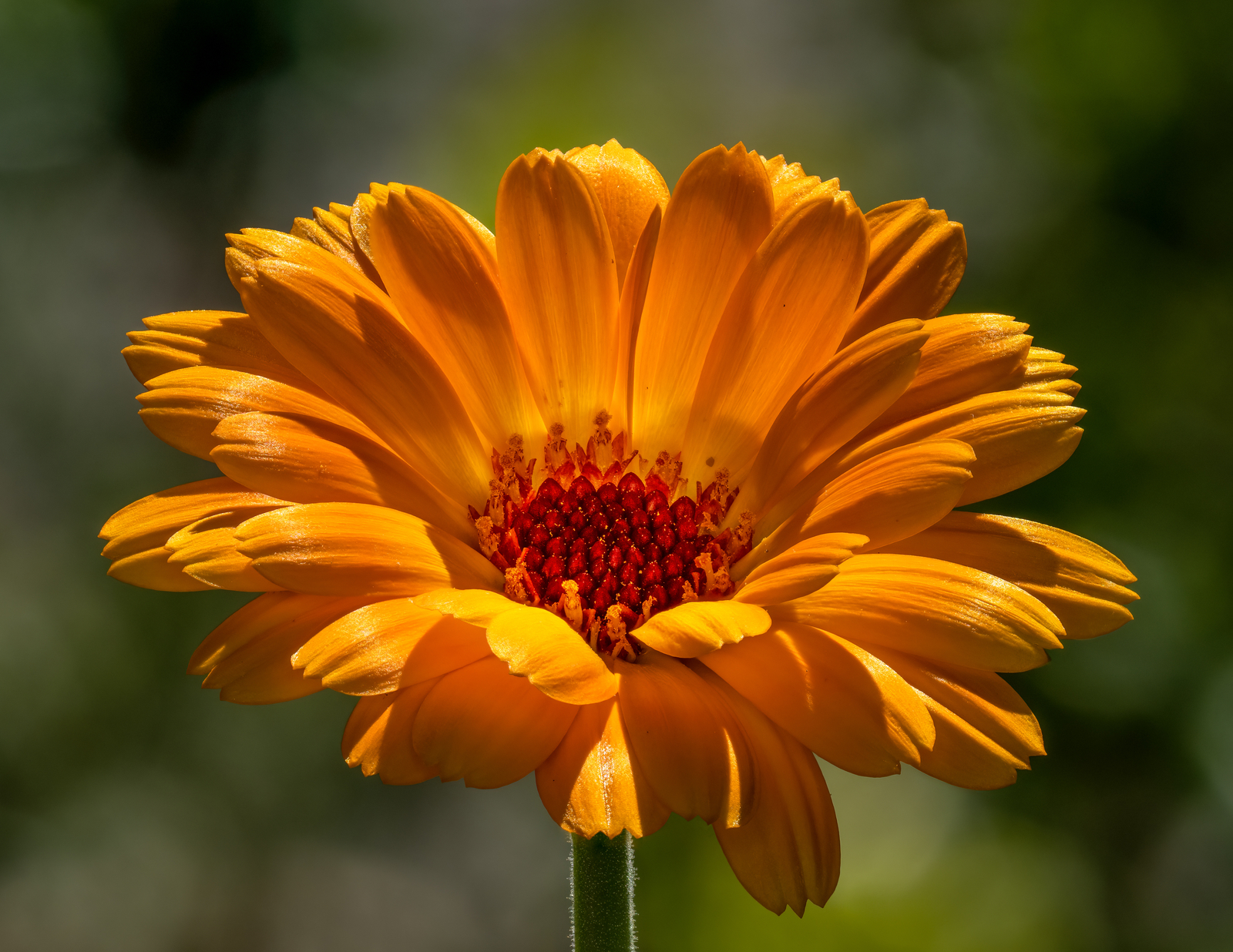 2,000 CALENDULA OFFICINALIS Seeds (Pot Marigold) | NON-GMO | Free shipping