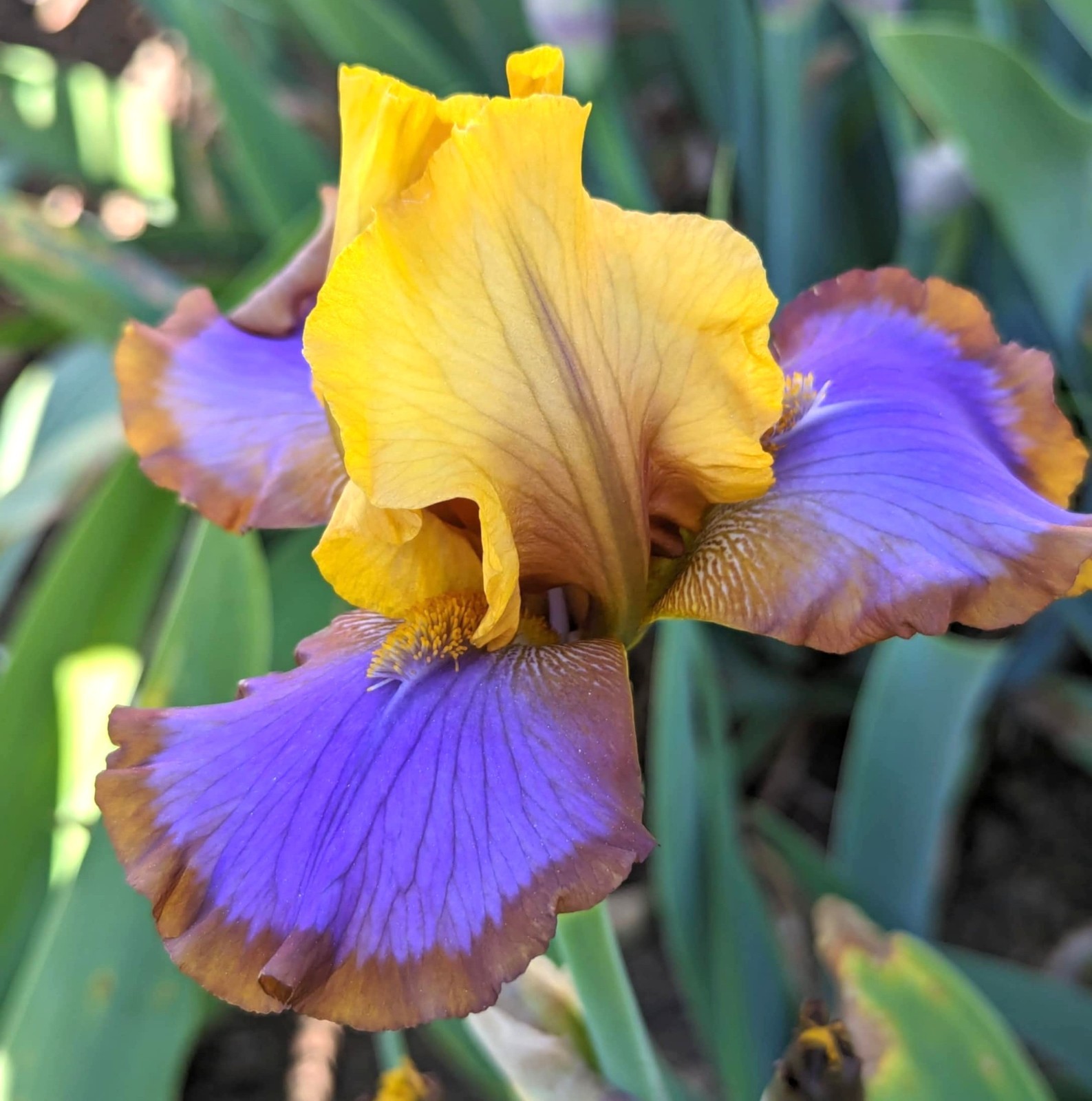 ‘Brown Lasso’ Bb Bearded Iris Rhizome PRE-SALE to Ship Aug/Sept