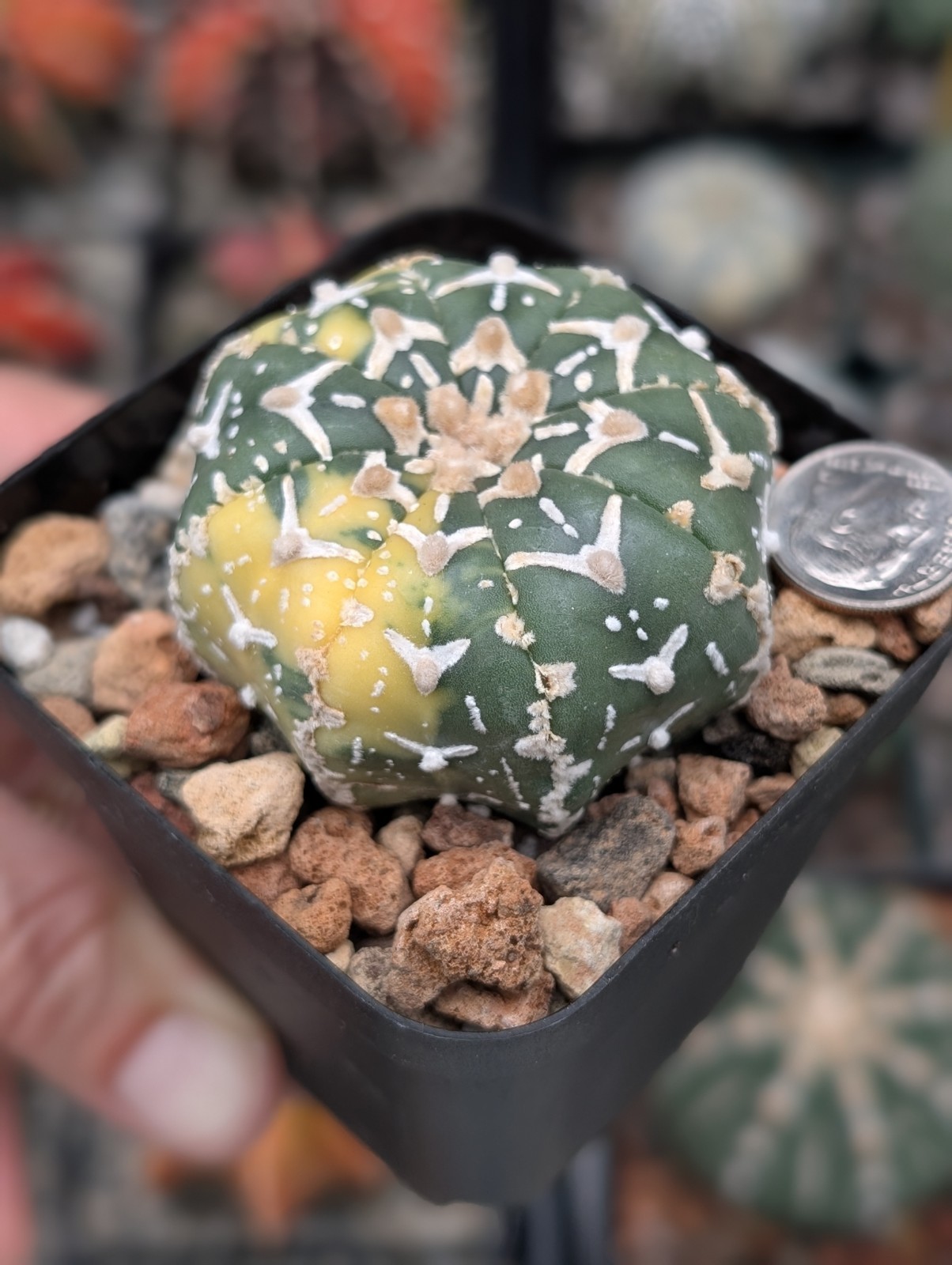 Astrophytum Asterias cv Superkabuto V type f Variegata & star shape
