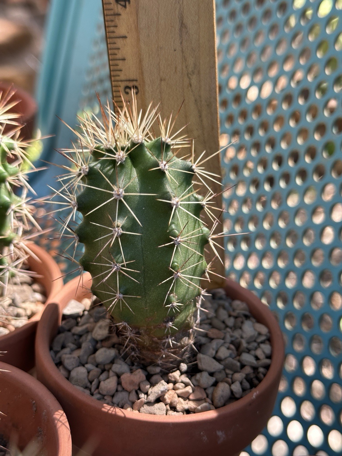 Echinocereus Coccineus Scarlet Hedgehog Cactus Claret Cup Bare Root Cold Hardy