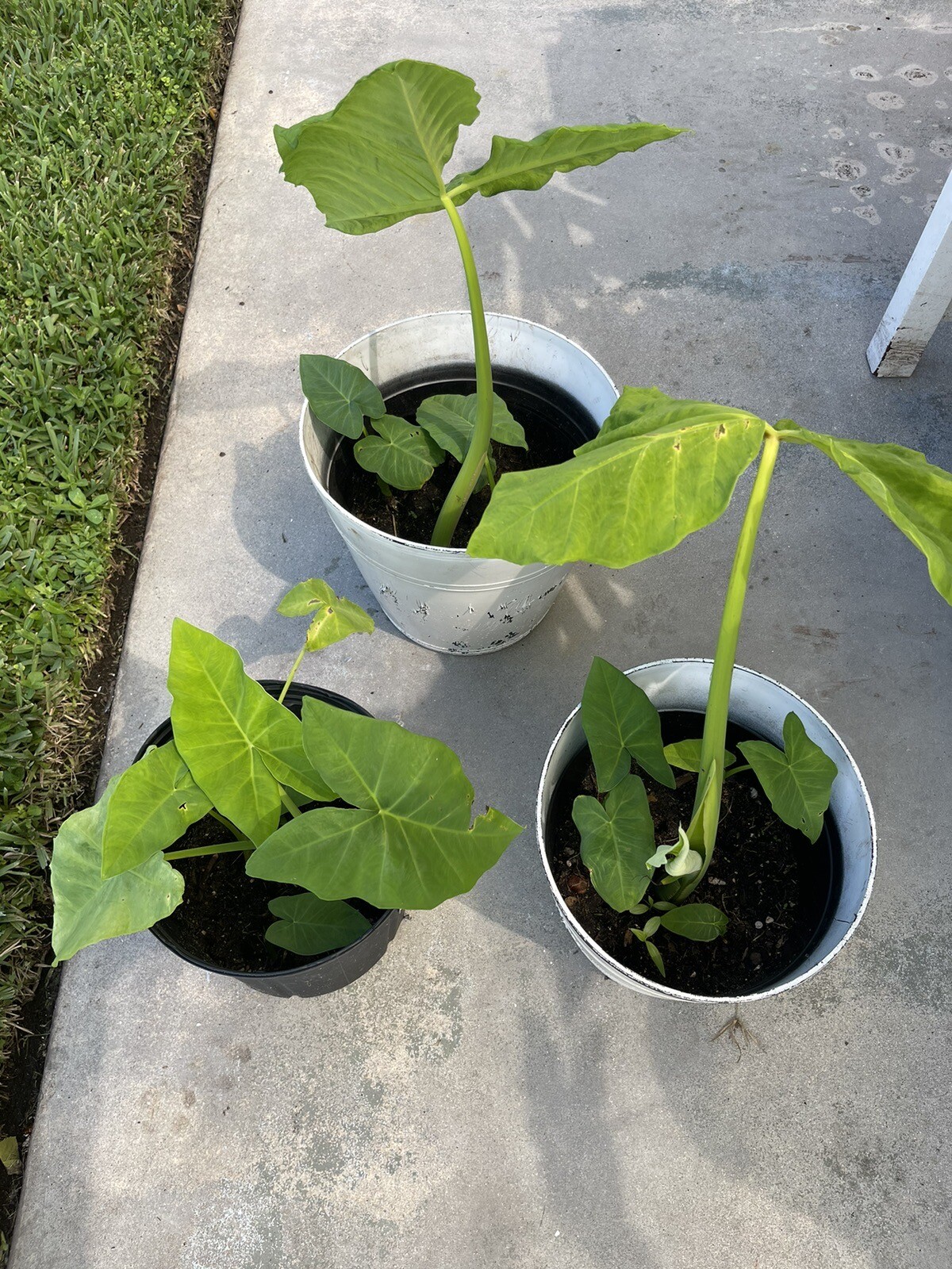 “Giant Taro” Colocasia Elephant Ear Plant 10 Bare Root Ready To Plant Guaranteed