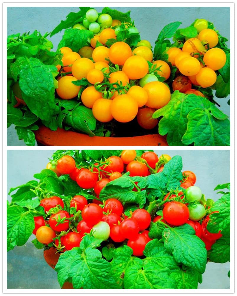 MOCCUROD 100 Seeds Indoor Cherry Tomato Dwarf Red and Red,Yellow-orange