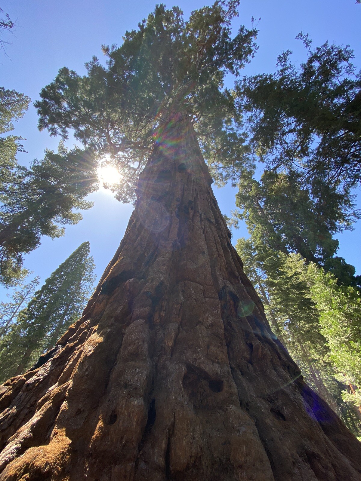 Giant Sequoia (Sequoiadendron giganteum), 25+ seeds, 2024 Harvest