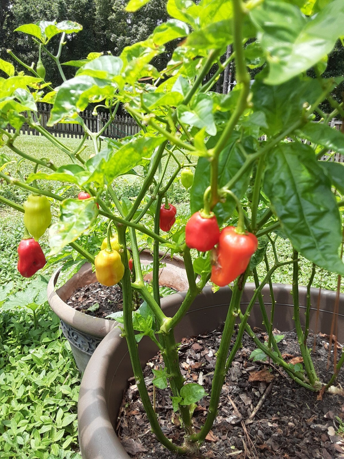 30+ Datil Sweet Pepper Seeds – Florida Grown