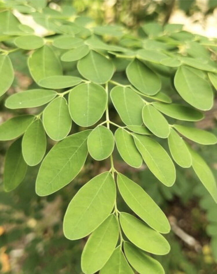 Malunggay Seeds Moringa oleifera for planting, Drumstick Horseradish 50 Seeds